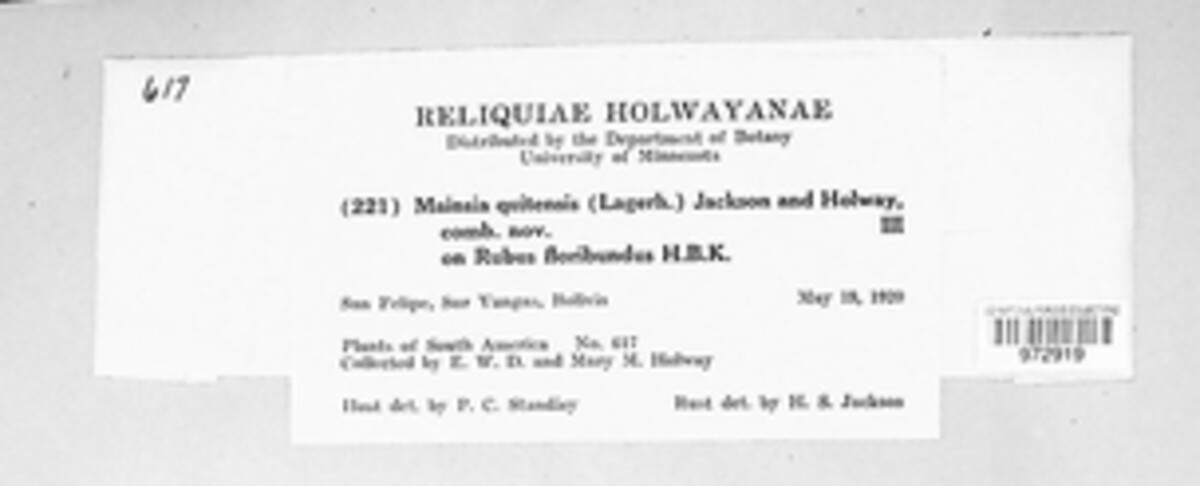 Gerwasia quitensis image